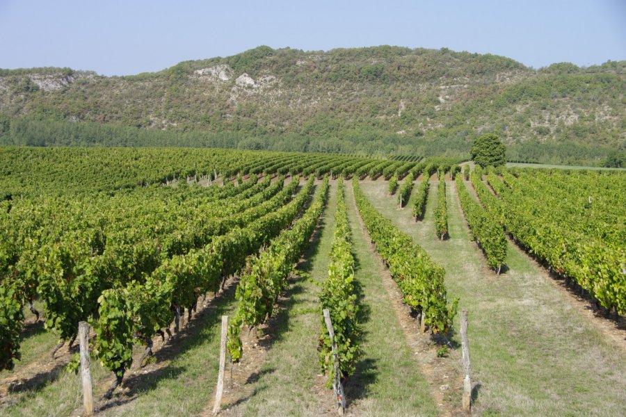 Vignobles de Cahors. berdoulat jerome - stock.adobe.com