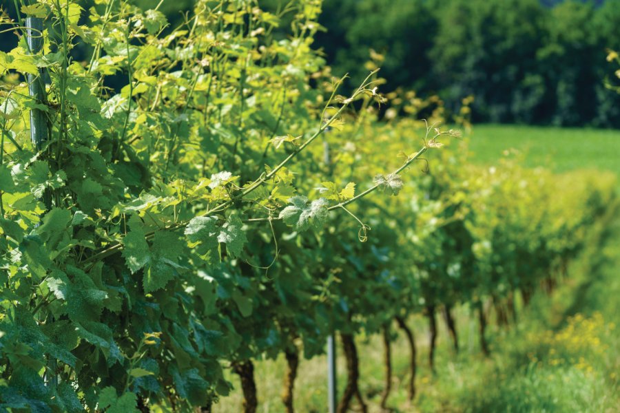 Le vignoble du Chenoy. ExploreMeuse-Denis Closon