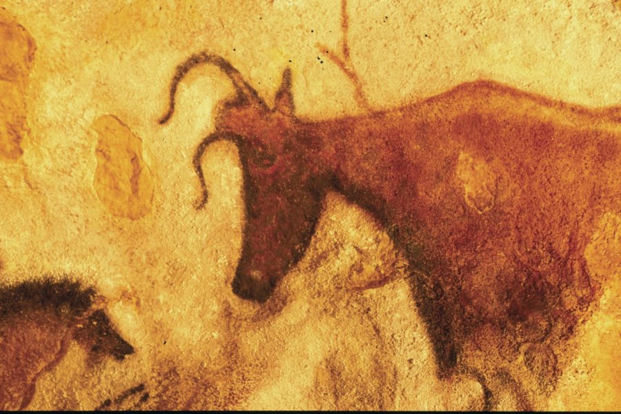 Aurochs de la grotte de Lascaux II S. NICOLAS - ICONOTEC