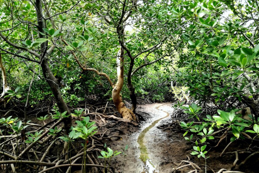 Ibo, balade dans la mangrove jusqu'a Quirimba. Elisa Vallon