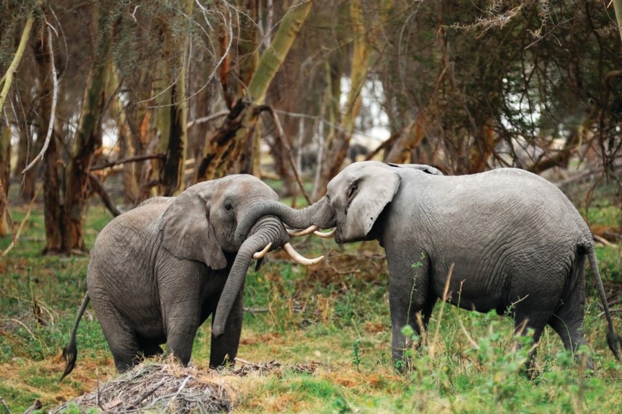 Elephants Oleg Znamenskiy - Fotolia