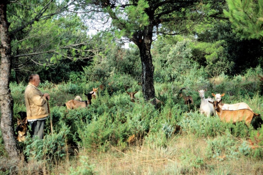 Berger sur la route de Nin. Author's Image