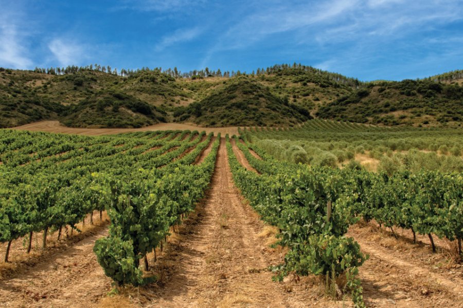 Vignobles de la Rioja. Vicenfoto - iStockphoto.com