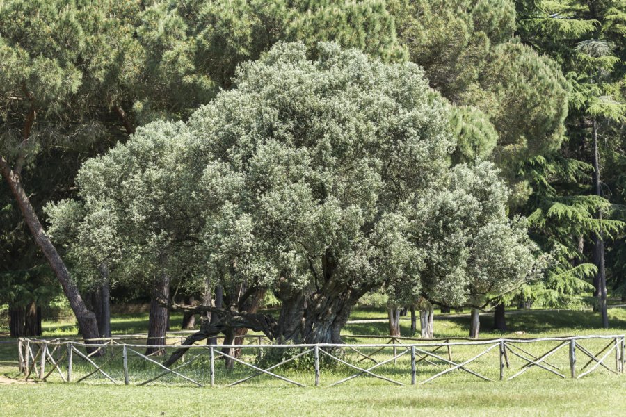 L'olivier millénaire à Veli Brijuni. Henrique Daniel Araujo - Shutterstock.com