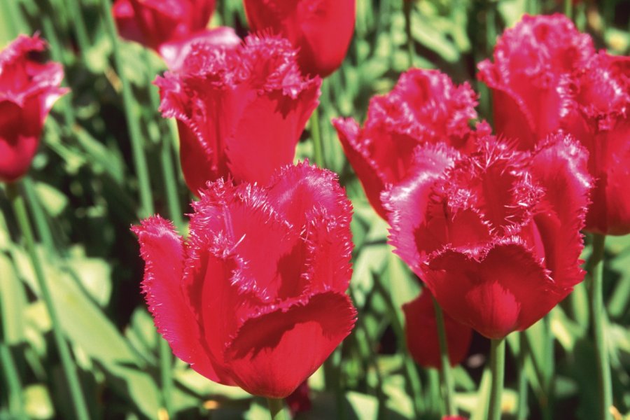 Tulipes du Keukenhof. Author's Image