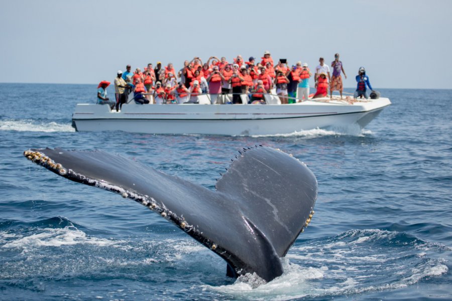 Observation des baleines dans la péninsule de Samaná. Kit Korzun - Shutterstock.com