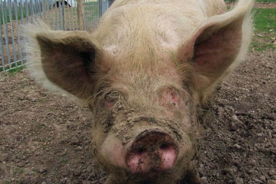 Cochon d'élevage, destiné à l'un des nombreux restaurants de viande porcine de la région (© Stéphan SZEREMETA))