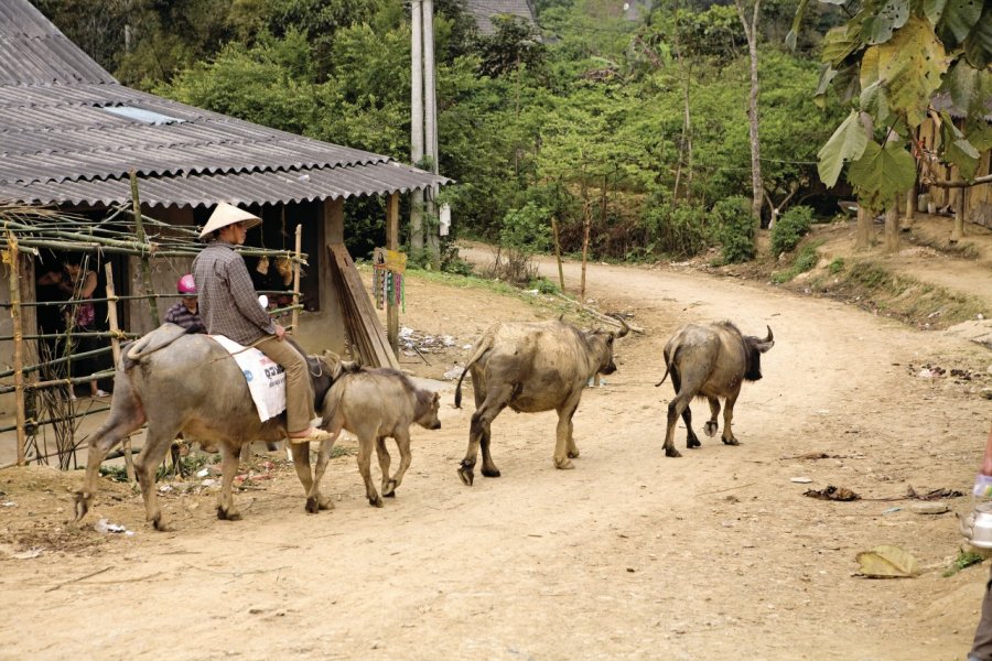 Paysan Hmông du village de Bac Hà. Yukiko Yamanote  - Iconotec