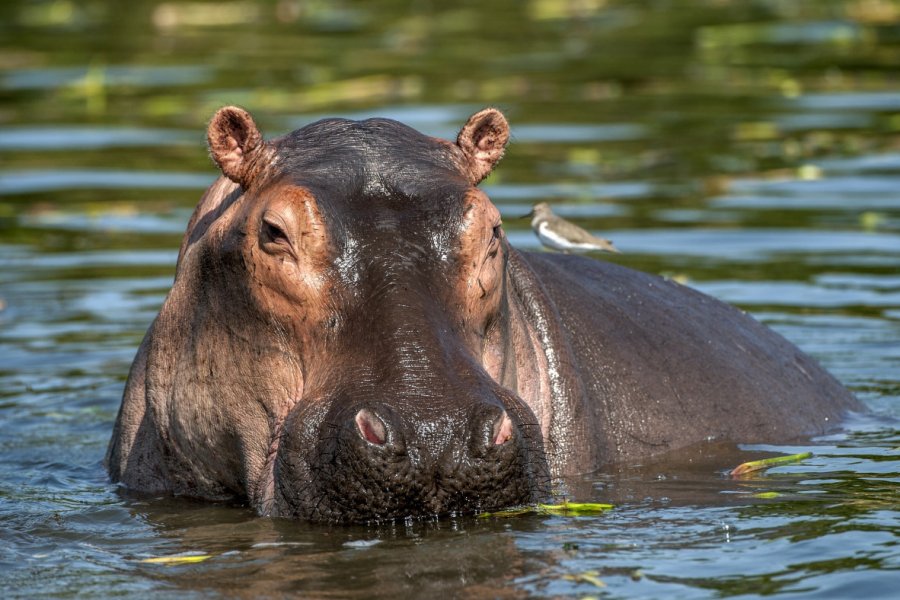 Hippopotame. Sergey Uryadnikov - Shutterstock.com