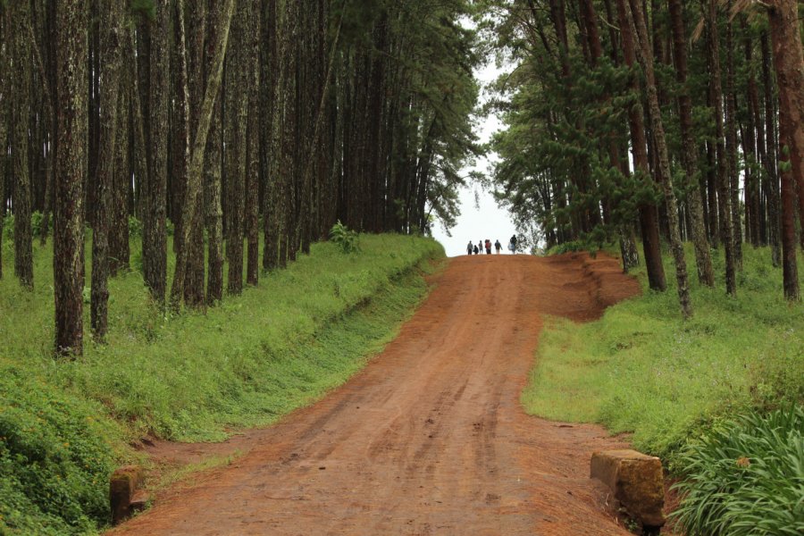 Piste de terre rouge dans le piémont du massif de Mulanje. Abdesslam BENZITOUNI