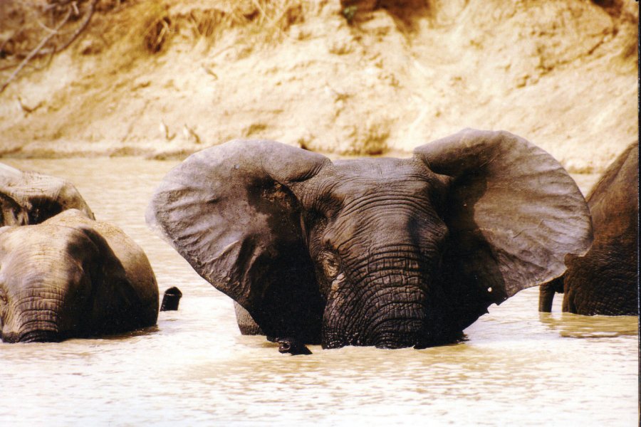 Eléphant dans le Parc national de Mole. Ghana Tourist Board
