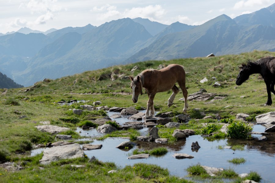 Chevaux au Parc naturel de la vallée de Sorteny. Martin Silva Cosentino - Shutterstock.com