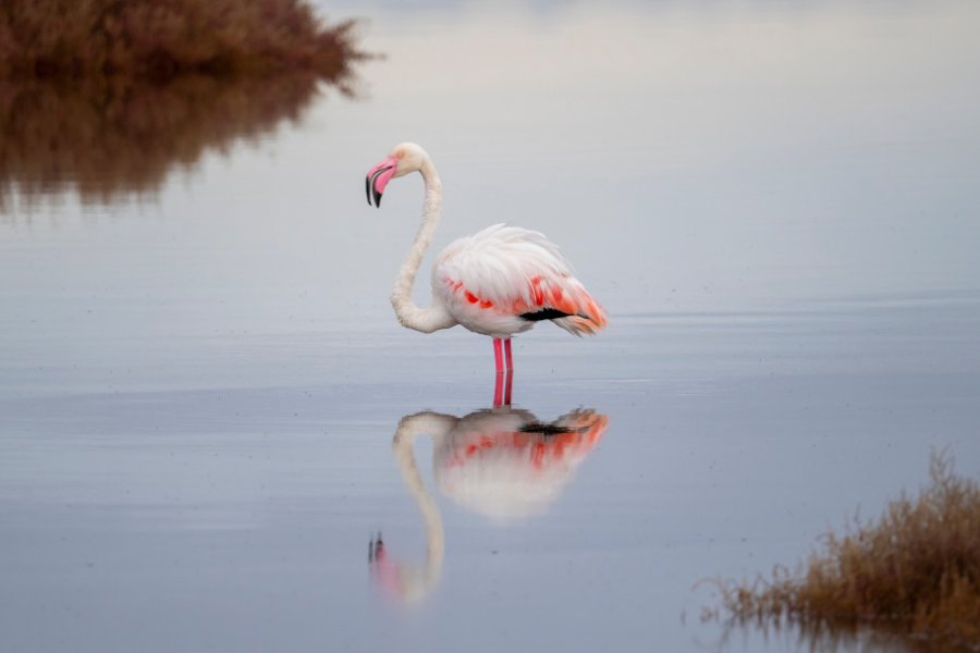 Flamant rose à l'étang de Molentargius. ivan canavera - Shutterstock.com