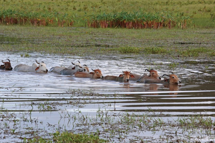 Bétail traversant les marais de Kaw. JJS-Pepite - iStockphoto.com