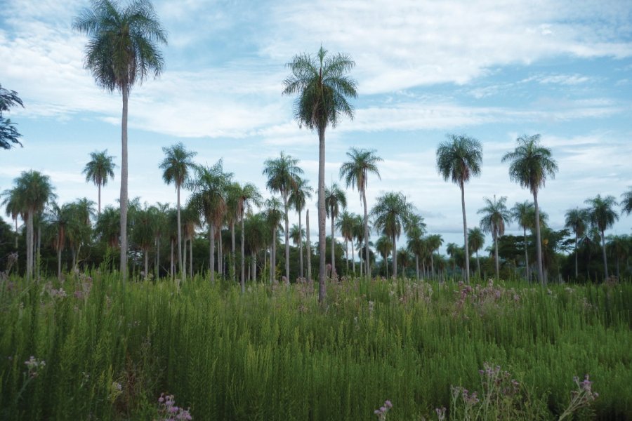 Cocoteros des environs d'Atyrá. Nicolas LHULLIER