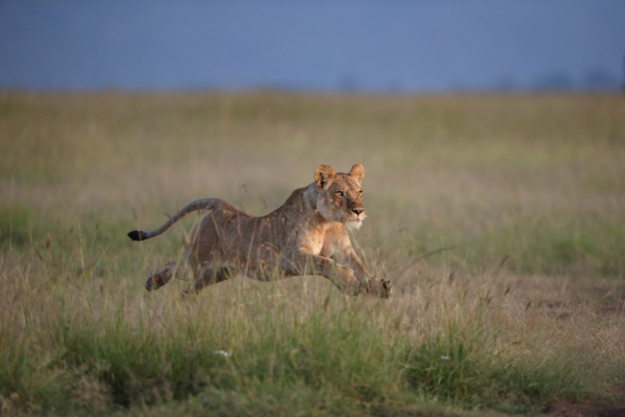 Lionne en chasse, Maasai Mara national reserve. Tony Crocetta