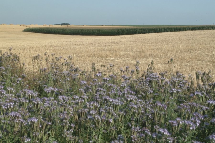 Paysage de la région. (© Yves GABRIEL))