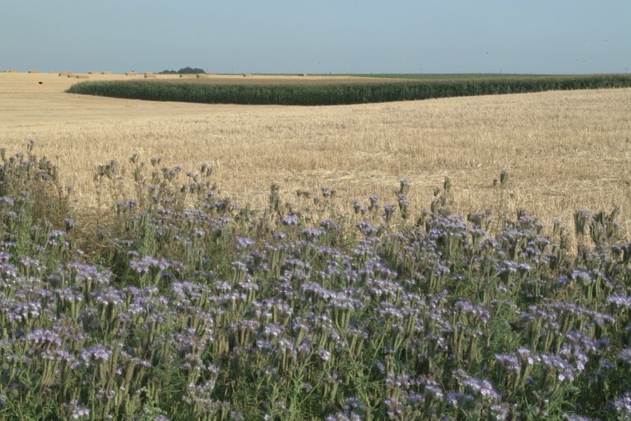 Paysage de la région. Yves GABRIEL