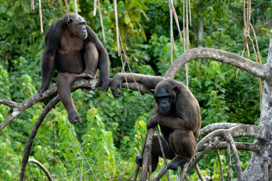 Chimpanzé dans le parc national de Conkouati. GUDKOV ANDREY - Shutterstock.com