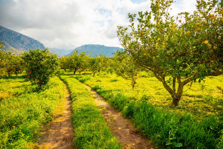 La Sicile est le premier producteur mondial de citrons. Tatiana Dyuvbanova - Shutterstock.com