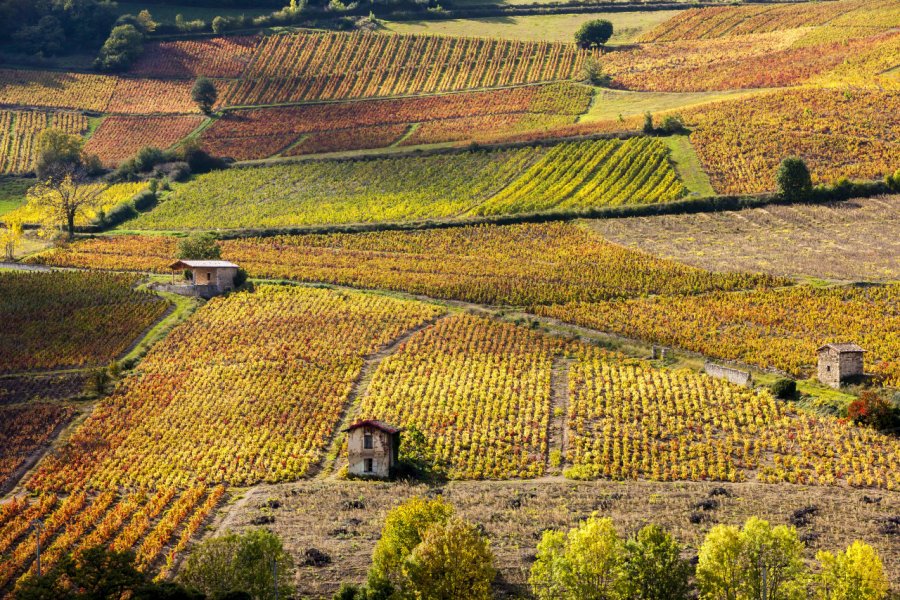 Les vignes près de Beaujeu PHB.cz  - Fotolia