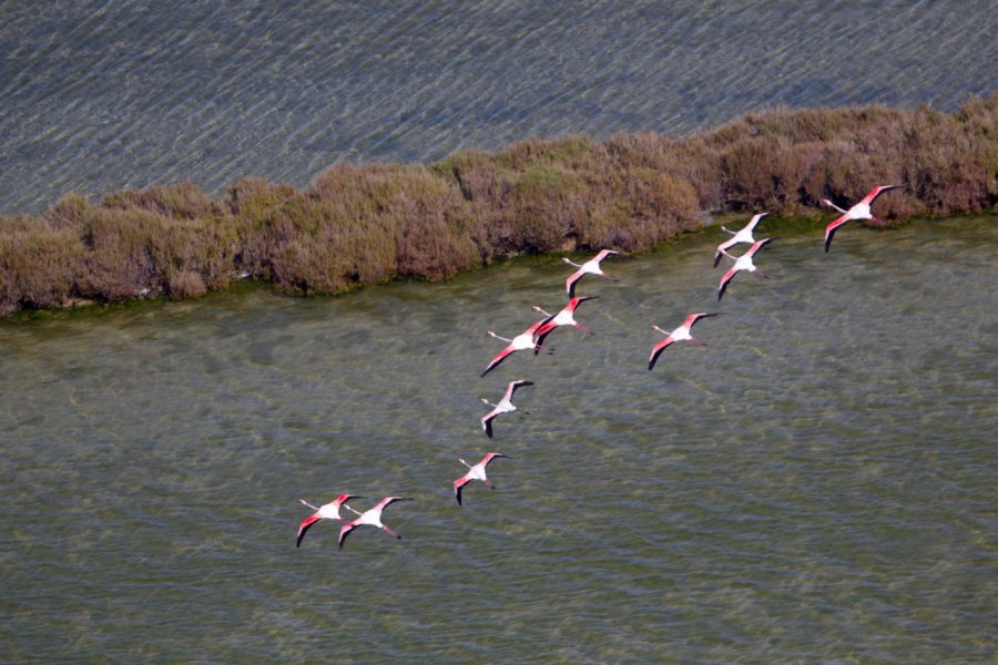 Flamants roses volant au dessus de Ses Salines. Gaston Piccinetti - Shutterstock.com