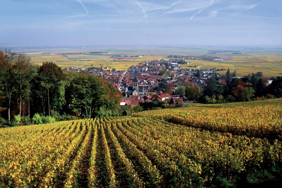 Vignoble de Champagne AM stock nature