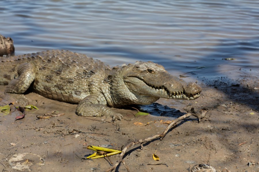 Crocodile sacré, Sabou. Sviluppo - iStockphoto.com