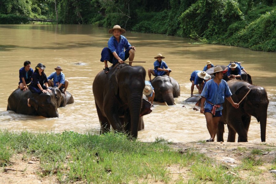 Fin de baignade au Elephant Conservation Center de Lampang. Jérôme BOUCHAUD