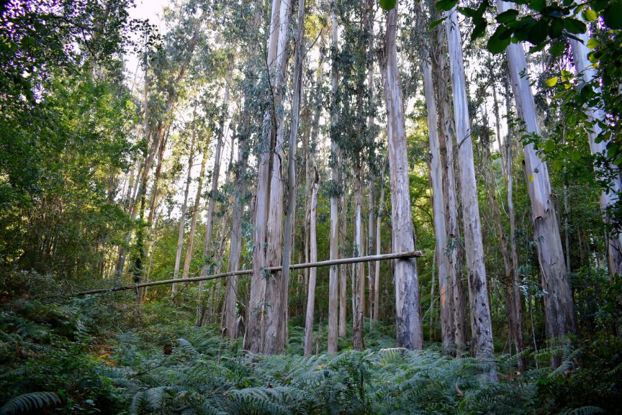 Forêt d'eucalyptus (forêt de Chavín), Souto da Retorta, près de Viveiro. Jose Carrasco - Shutterstock.com