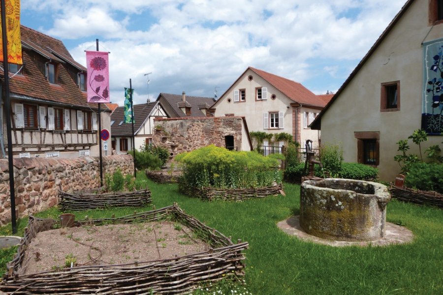 Jardin médiéval de plantes tinctoriales, Châtenois. Marie Catherine ACH