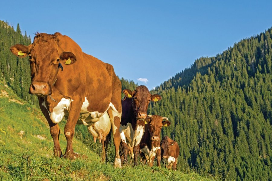 Vaches de race Pinzgauer dans la vallée de Kitzbuhel. Andhal - iStockphoto