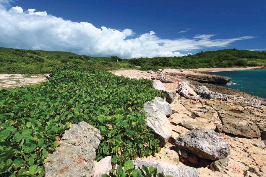 Bosque Estatal de Guánica. iStockphoto.com/Wirepec