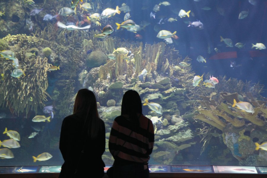 Aquarium de l'Oceanogràfic. Stéphan SZEREMETA