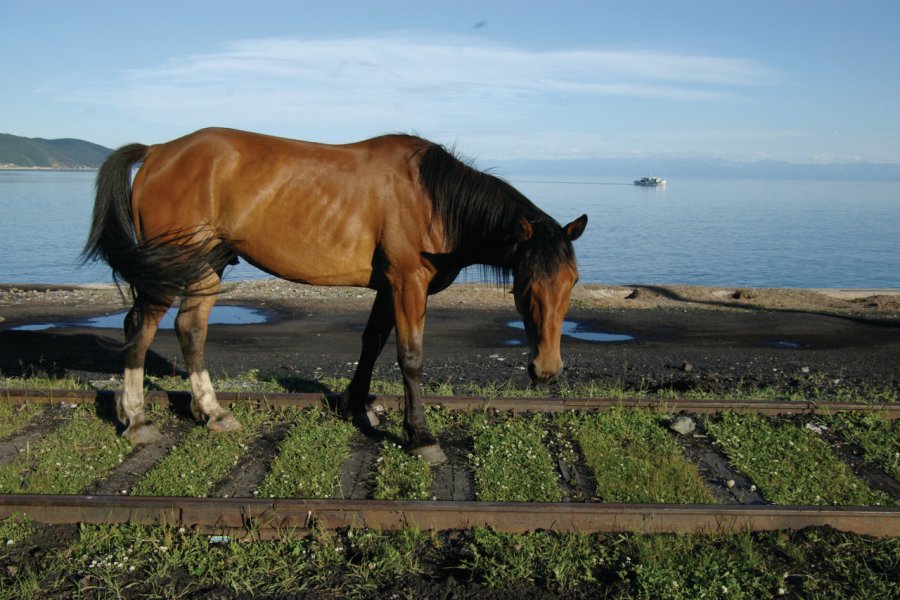 Cheval en liberté à Port-Baïkal Stéphan SZEREMETA