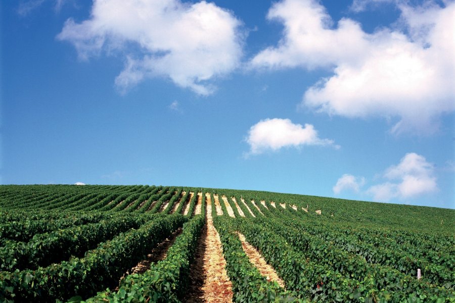 Vignoble de Chasnay AM stock nature