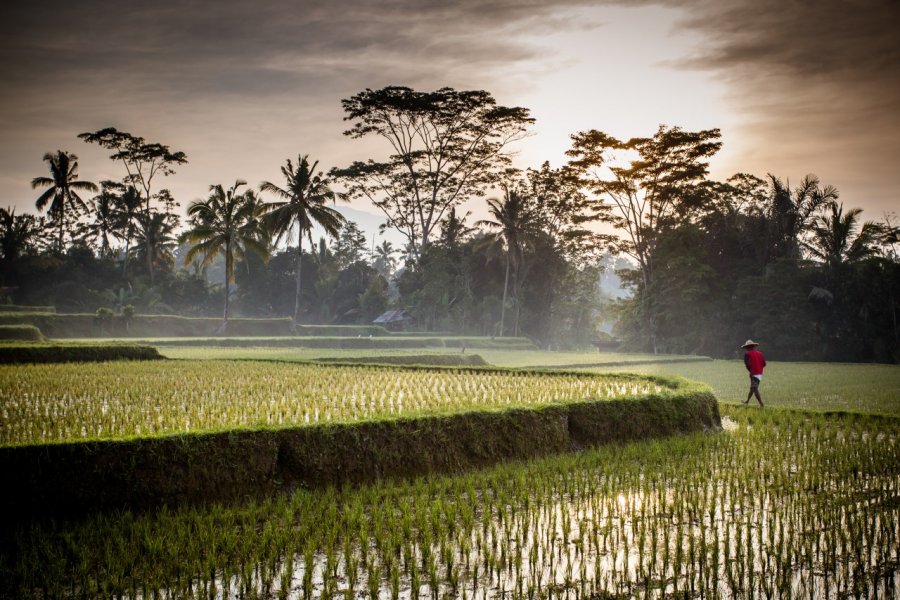 Rizière près d'Ubud. FiledIMAGE / Shutterstock.com