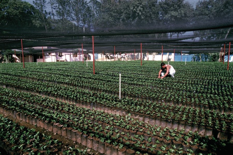 Plantation de café à Jarabacoa. Author's Image