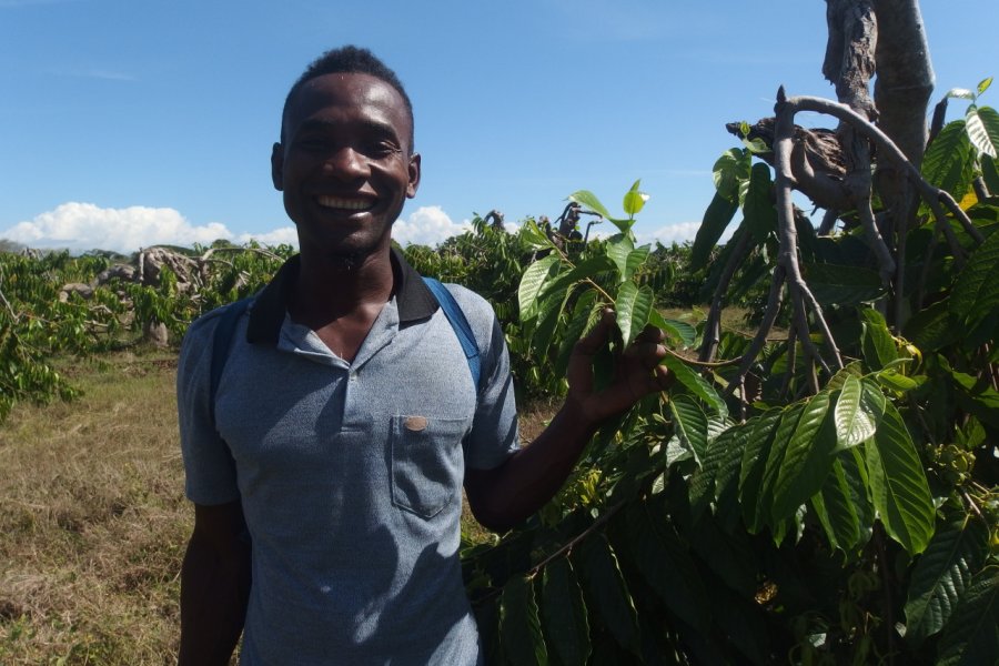 Plantation d'ylang-ylang à Ambanja. Maïlys ALBERTO