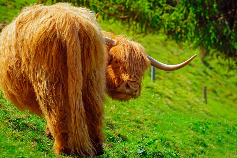 Vache des Highlands. Funny Solution Studio - Shutterstock.com