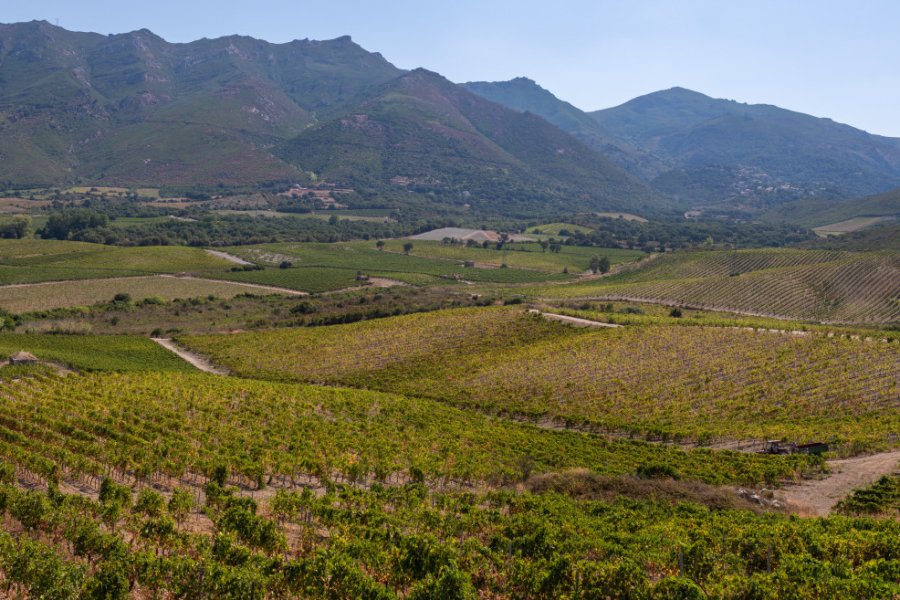 Vignobles de Patrimonio. La Su - Shutterstock.com