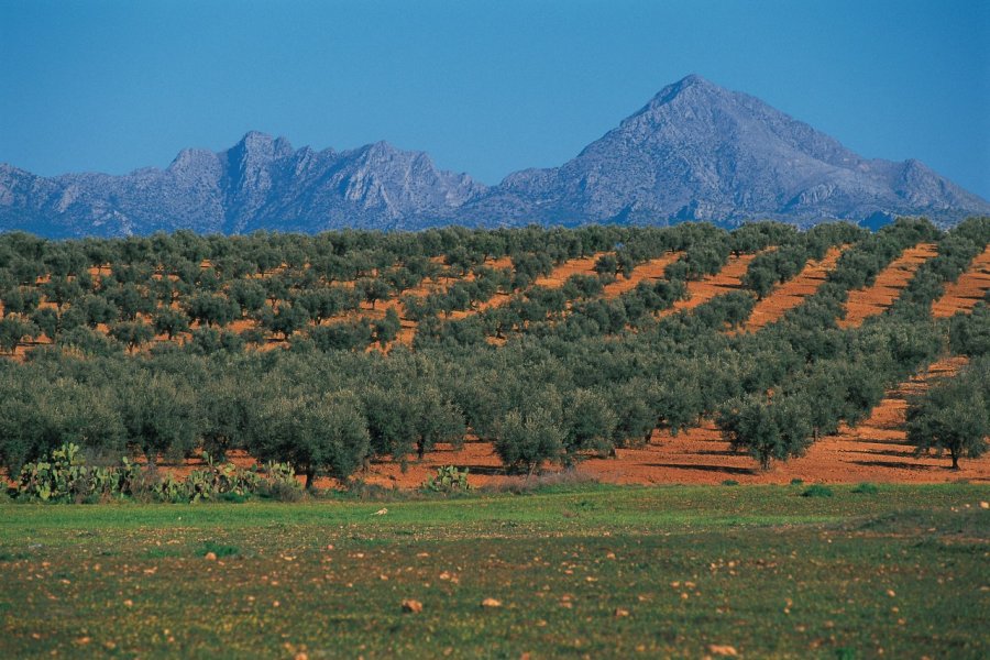 Production d'oliviers dans les environs de Thuburbo Majus. Apollon - Iconotec
