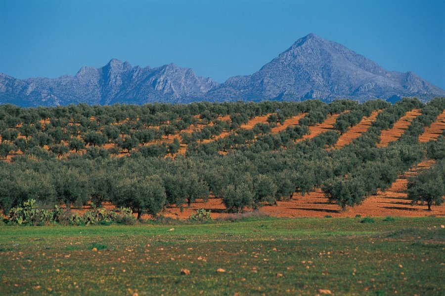 Production d'oliviers dans les environs de Thuburbo Majus. Apollon - Iconotec
