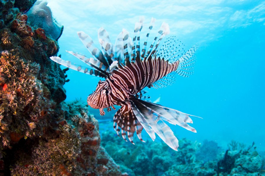 Pterois. Mok Wai Hoe - shutterstock.com