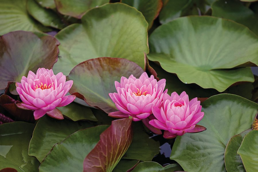 Fleurs de lotus. inho Lee - iStockphoto.com