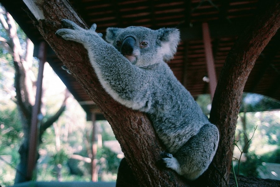 Koala du zoo de Sydney. (© Henri Conodul - Iconotec))