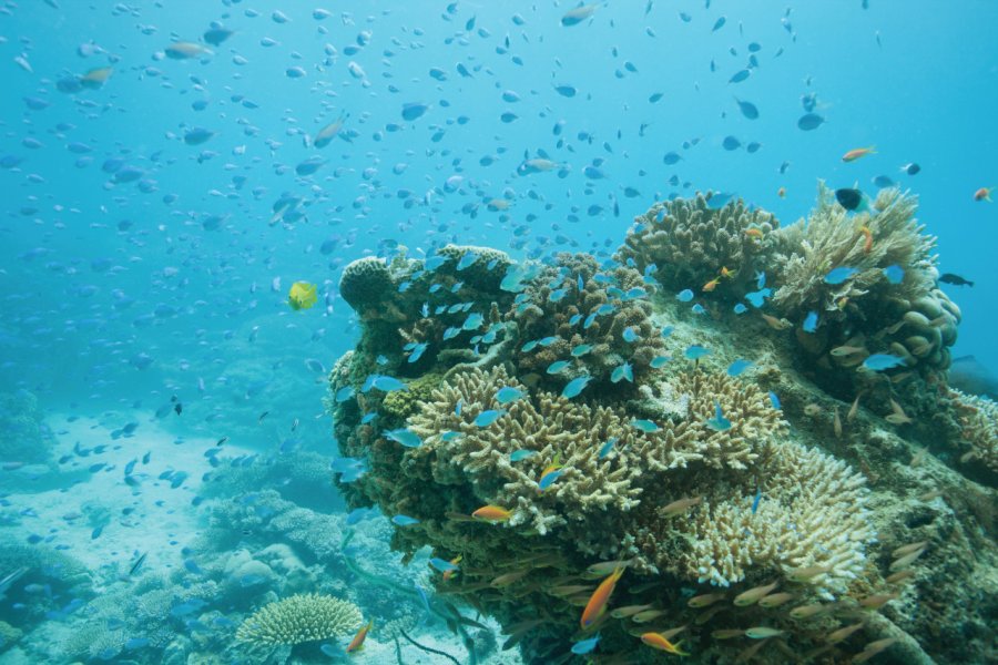 Nuage de poissons sur un récif de corail. Dtamarack