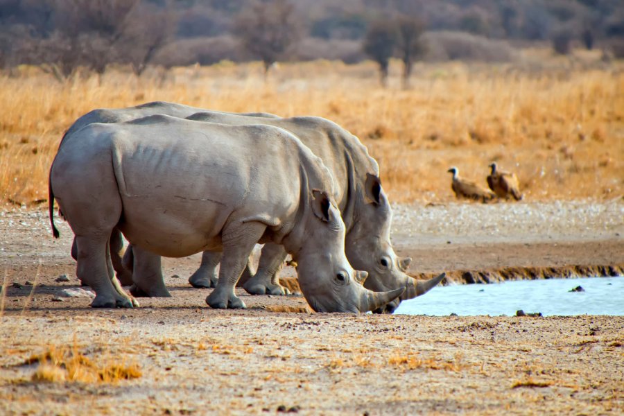 khama rhino sanctuary. Al Carrera - Shutterstock.com