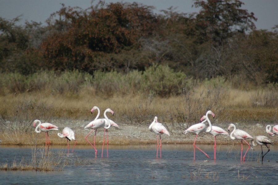 Flamants roses non loin de Nata. Marie Gousseff / Julien Marchais