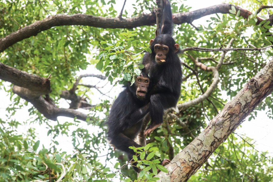 Chimpanzés du Parc National de Gombe. SeppFriedhuber - iStockphoto